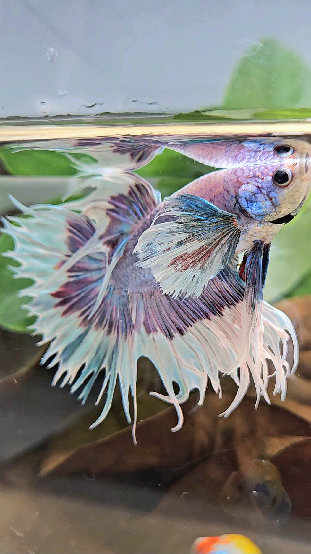 LUXURY CROWNTAIL DUMBO EAR BLUE PURPLE UNICORN BUTTERFLY BETTA FISH