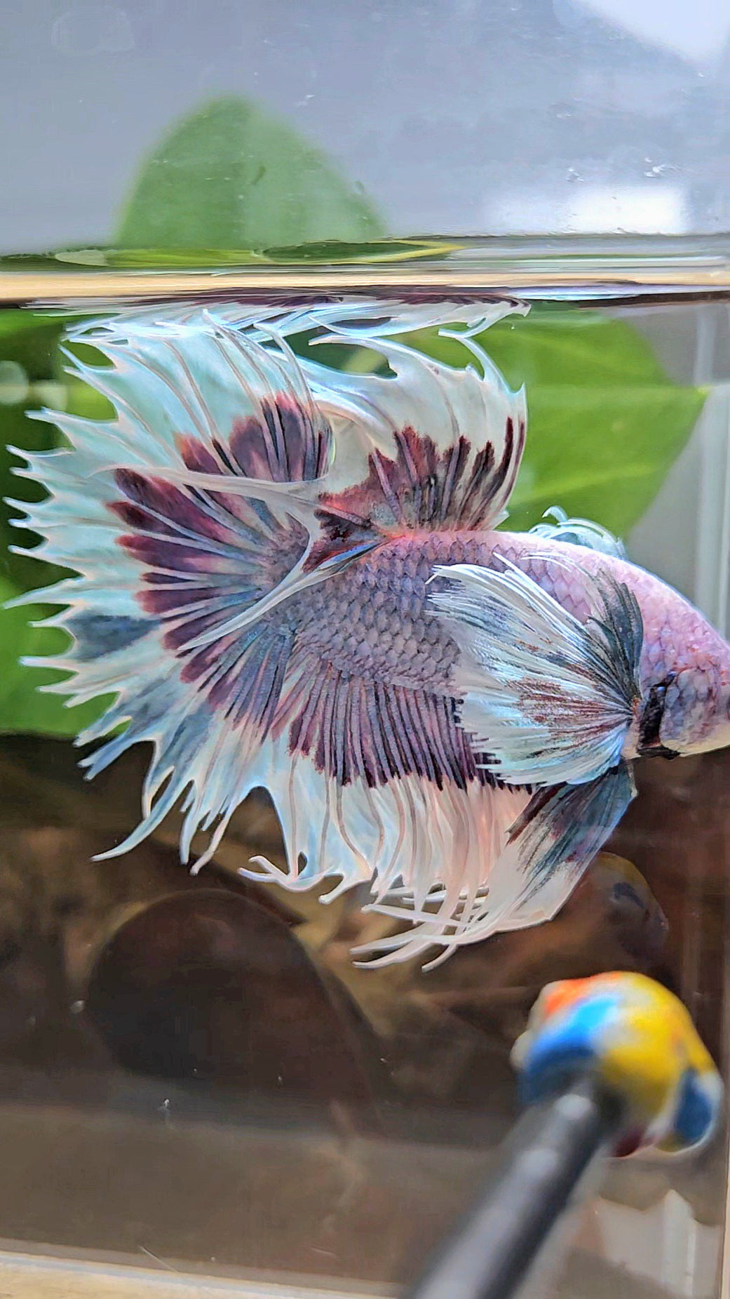 LUXURY CROWNTAIL DUMBO EAR BLUE PURPLE UNICORN BUTTERFLY BETTA FISH