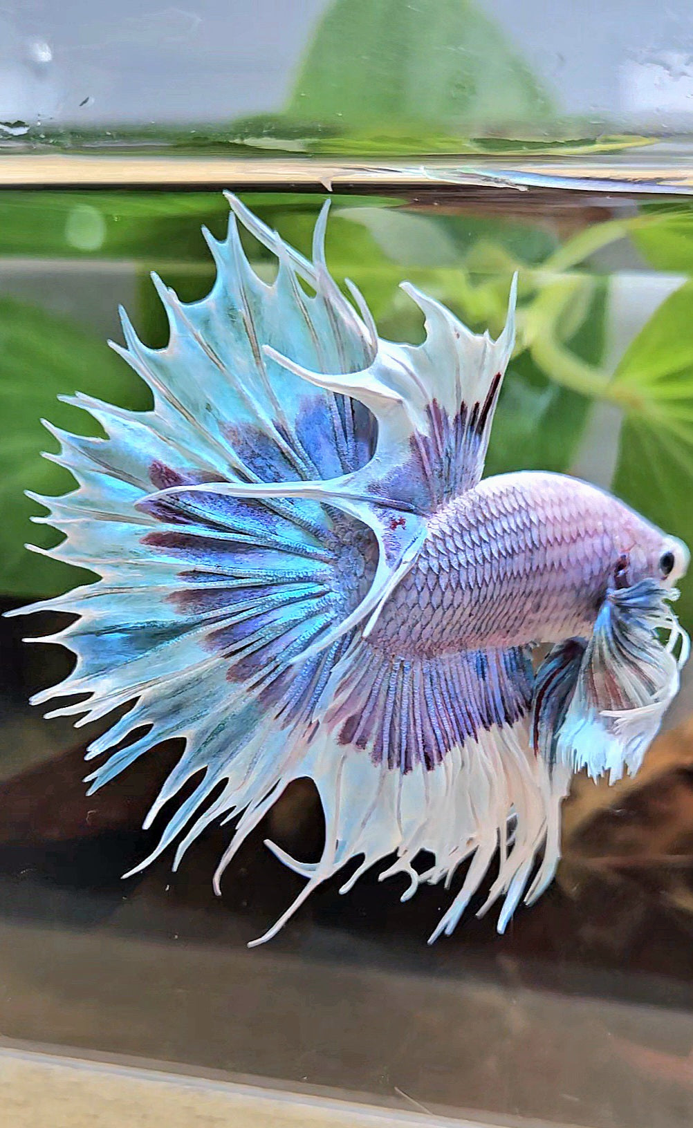 LUXURY CROWNTAIL DUMBO EAR BLUE PURPLE UNICORN BUTTERFLY BETTA FISH