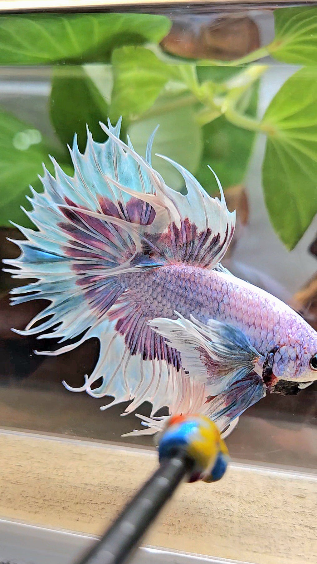 LUXURY CROWNTAIL DUMBO EAR BLUE PURPLE UNICORN BUTTERFLY BETTA FISH
