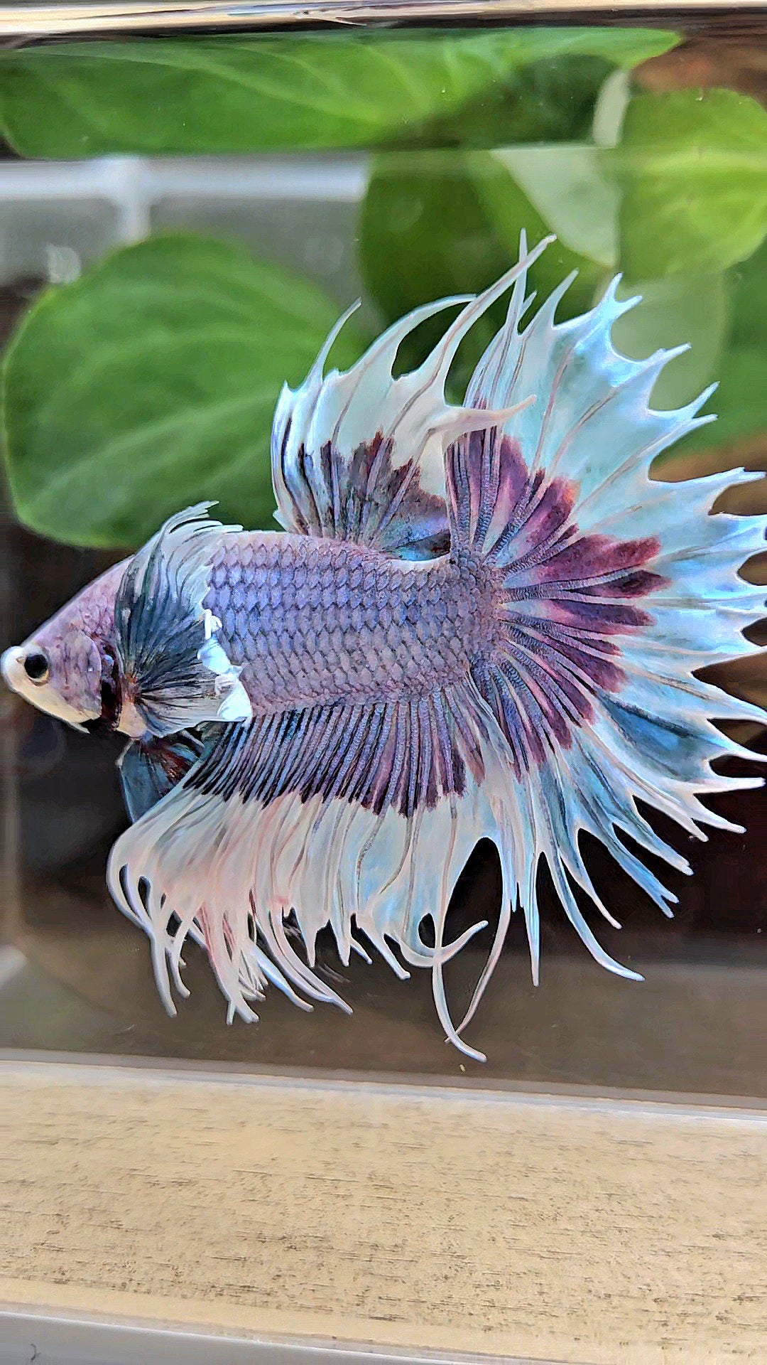 LUXURY CROWNTAIL DUMBO EAR BLUE PURPLE UNICORN BUTTERFLY BETTA FISH