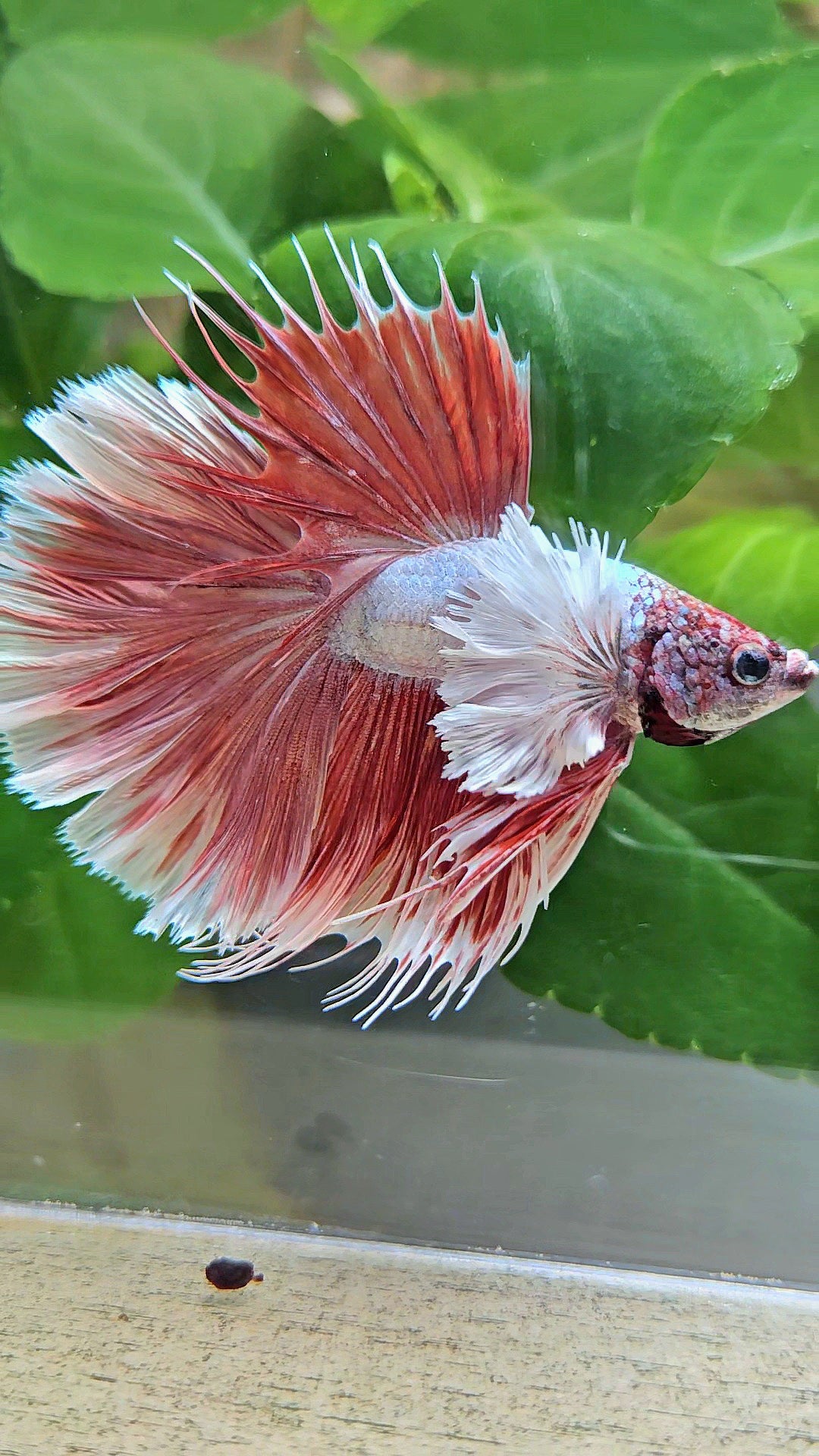 LUXURY HALFSUN SUPER DUMBO EAR RED LAVENDER BETTA FISH