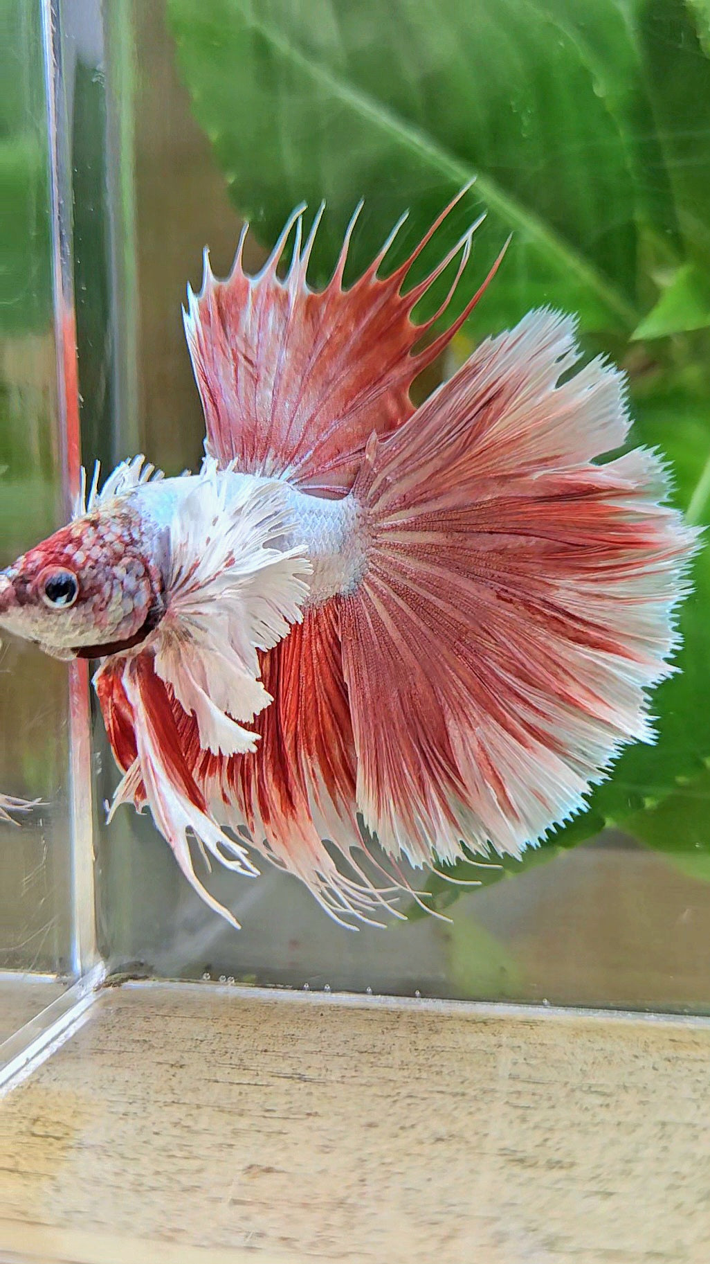 LUXURY HALFSUN SUPER DUMBO EAR RED LAVENDER BETTA FISH