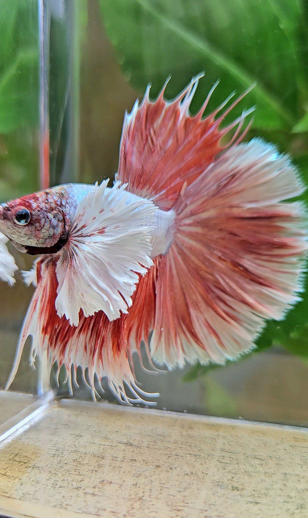 LUXURY HALFSUN SUPER DUMBO EAR RED LAVENDER BETTA FISH
