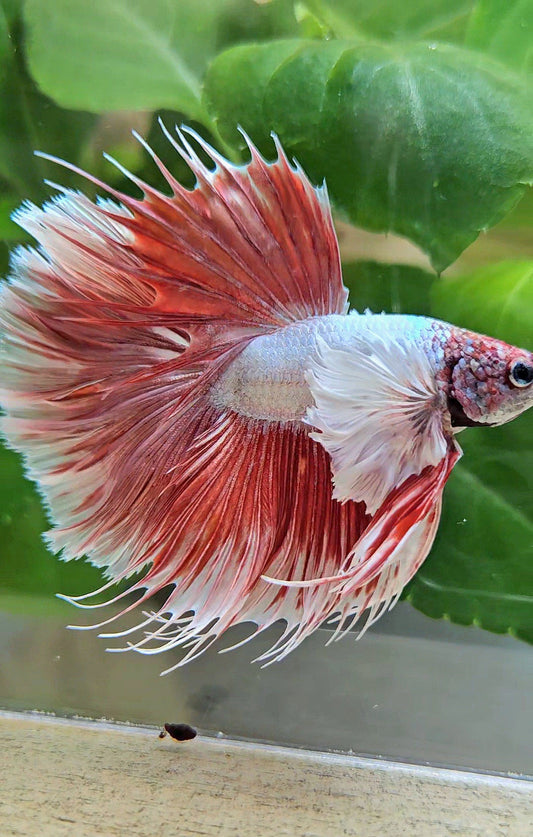 LUXURY HALFSUN SUPER DUMBO EAR RED LAVENDER BETTA FISH