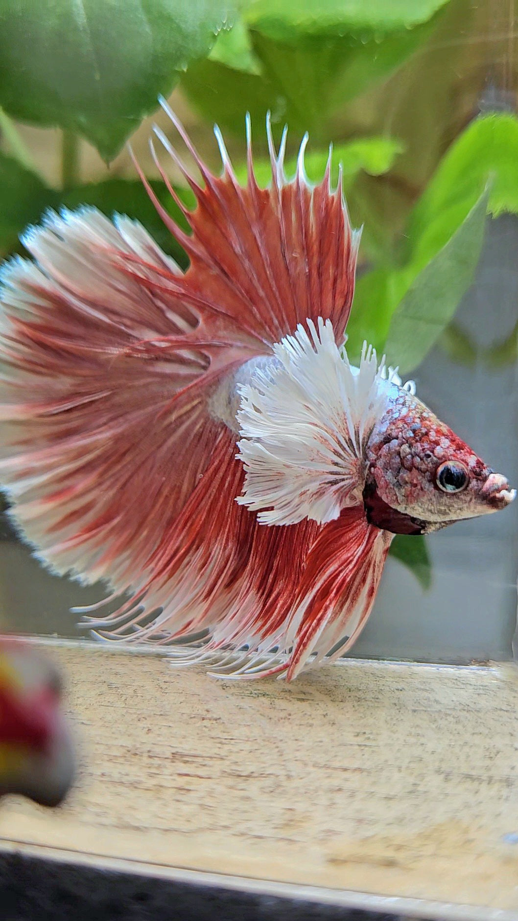 LUXURY HALFSUN SUPER DUMBO EAR RED LAVENDER BETTA FISH