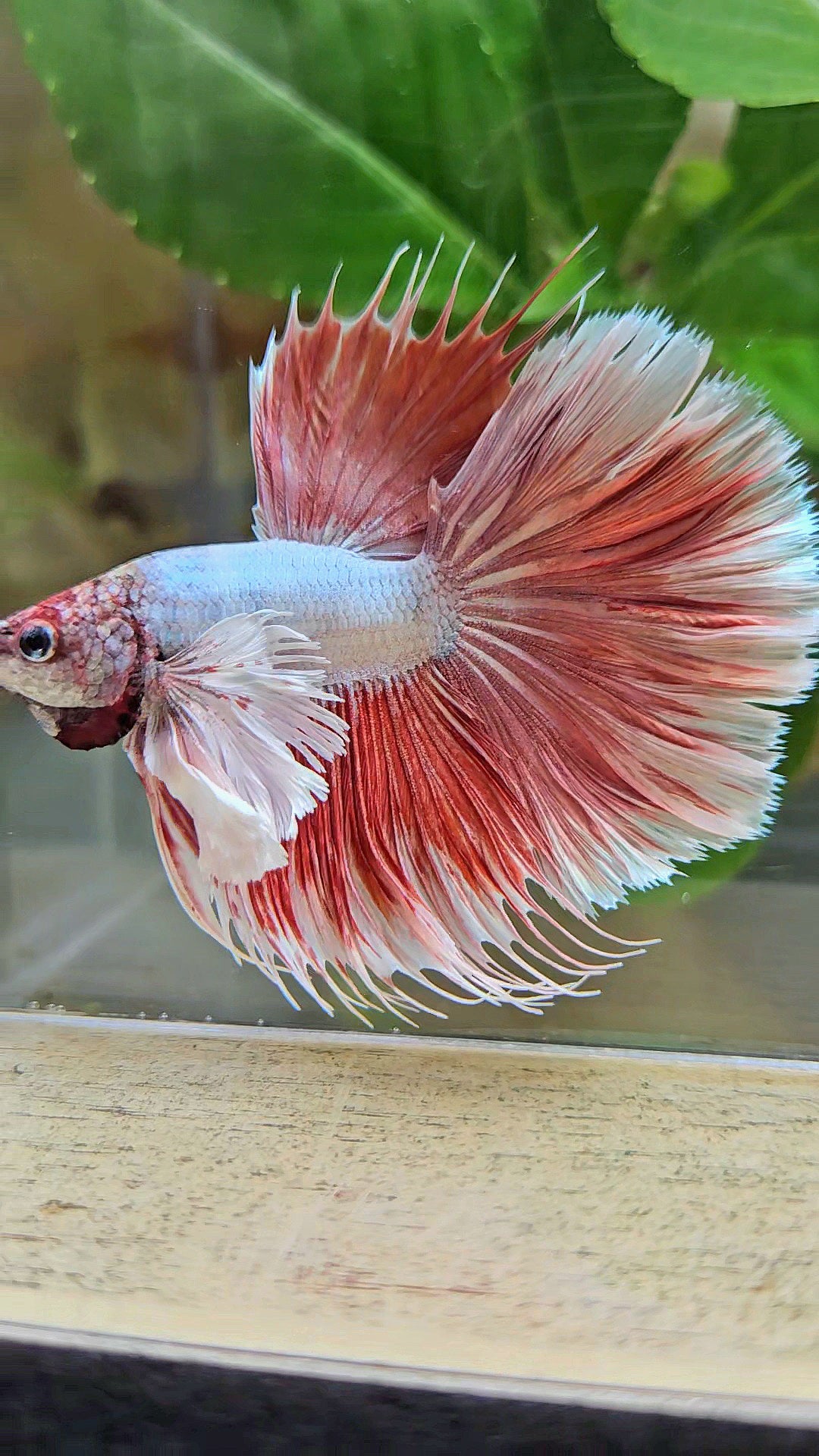 LUXURY HALFSUN SUPER DUMBO EAR RED LAVENDER BETTA FISH