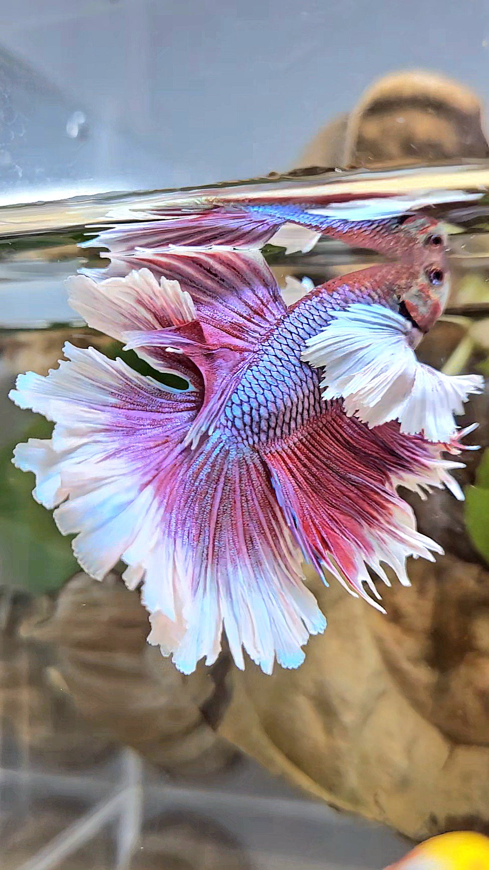 LUXURY HALFMOON DUMBO EAR DOUBLE TAIL PURPLE BUTTERFLY UNICORN BETTA FISH