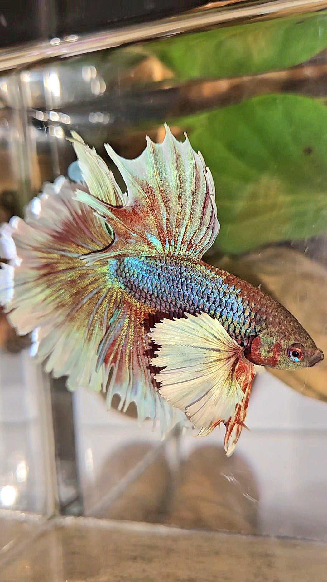 LUXURY HALFMOON DUMBO EAR DOUBLE TAIL PURPLE BUTTERFLY UNICORN BETTA FISH