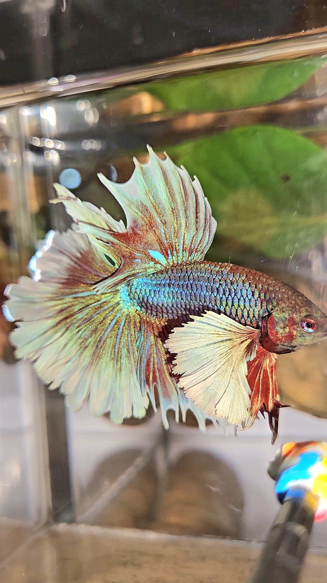 LUXURY HALFMOON DUMBO EAR DOUBLE TAIL PURPLE BUTTERFLY UNICORN BETTA FISH