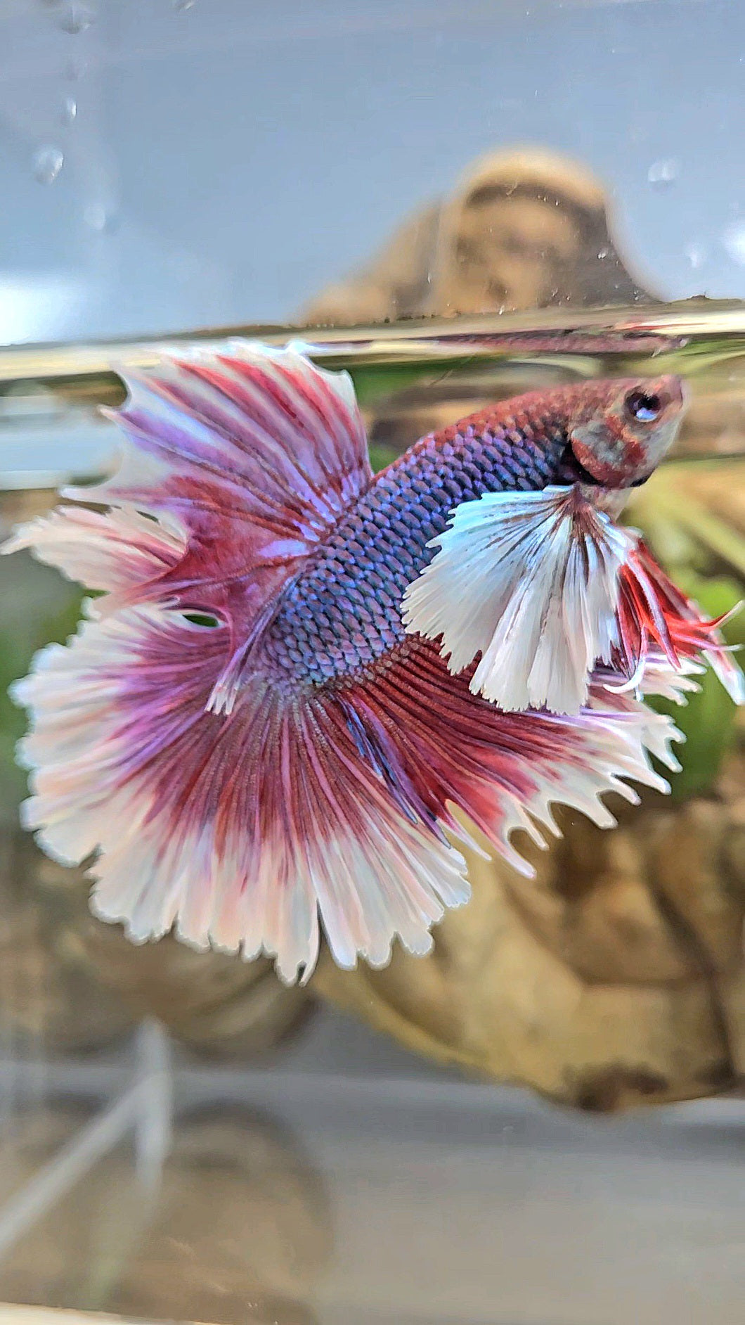 LUXURY HALFMOON DUMBO EAR DOUBLE TAIL PURPLE BUTTERFLY UNICORN BETTA FISH