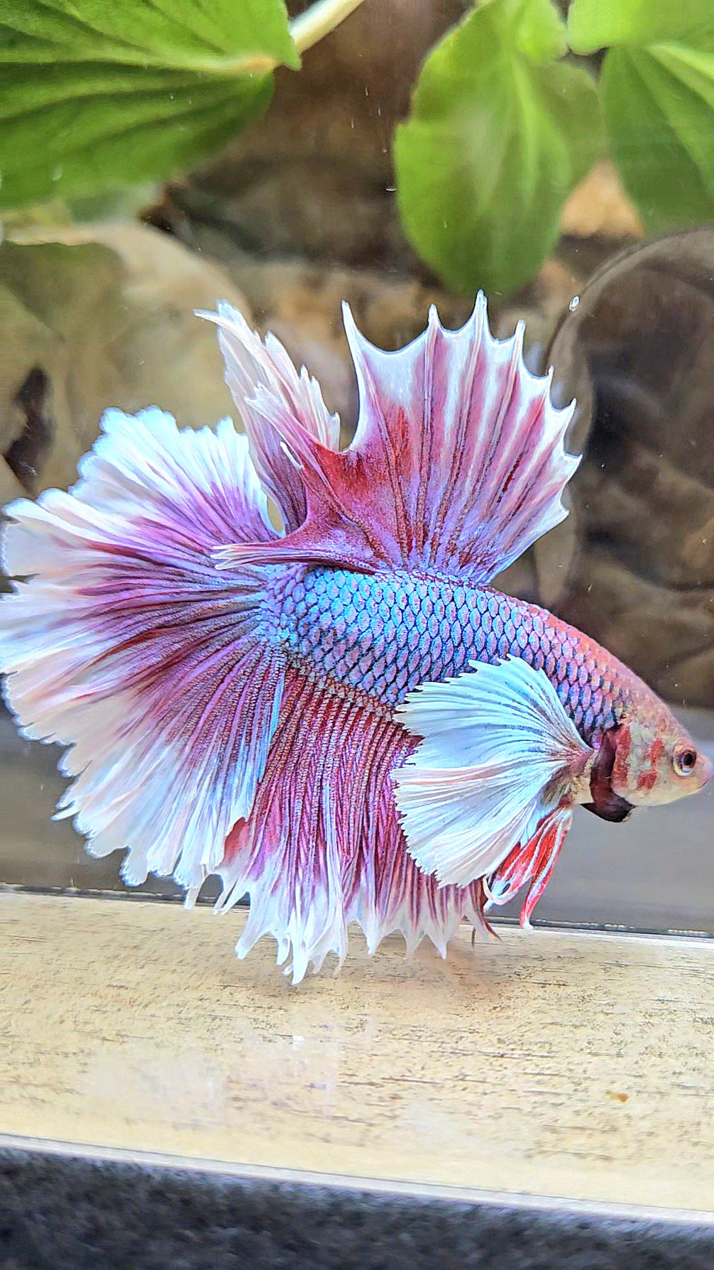 LUXURY HALFMOON DUMBO EAR DOUBLE TAIL PURPLE BUTTERFLY UNICORN BETTA FISH
