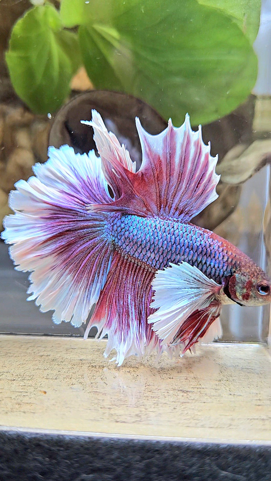 LUXURY HALFMOON DUMBO EAR DOUBLE TAIL PURPLE BUTTERFLY UNICORN BETTA FISH