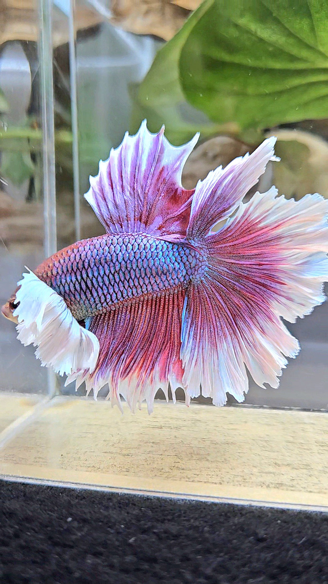 LUXURY HALFMOON DUMBO EAR DOUBLE TAIL PURPLE BUTTERFLY UNICORN BETTA FISH