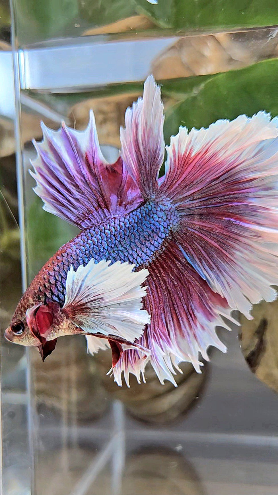 LUXURY HALFMOON DUMBO EAR DOUBLE TAIL PURPLE BUTTERFLY UNICORN BETTA FISH