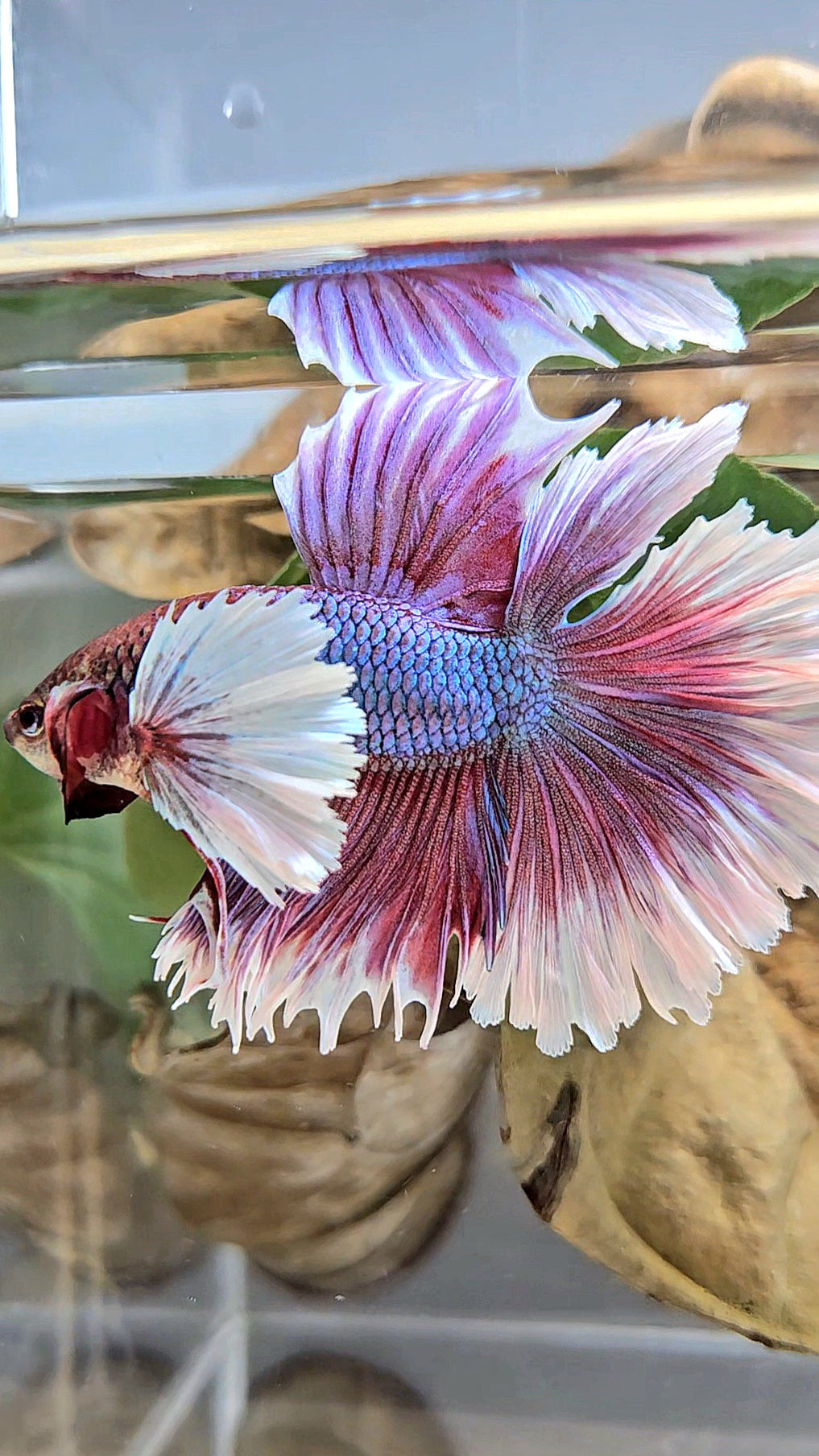 LUXURY HALFMOON DUMBO EAR DOUBLE TAIL PURPLE BUTTERFLY UNICORN BETTA FISH