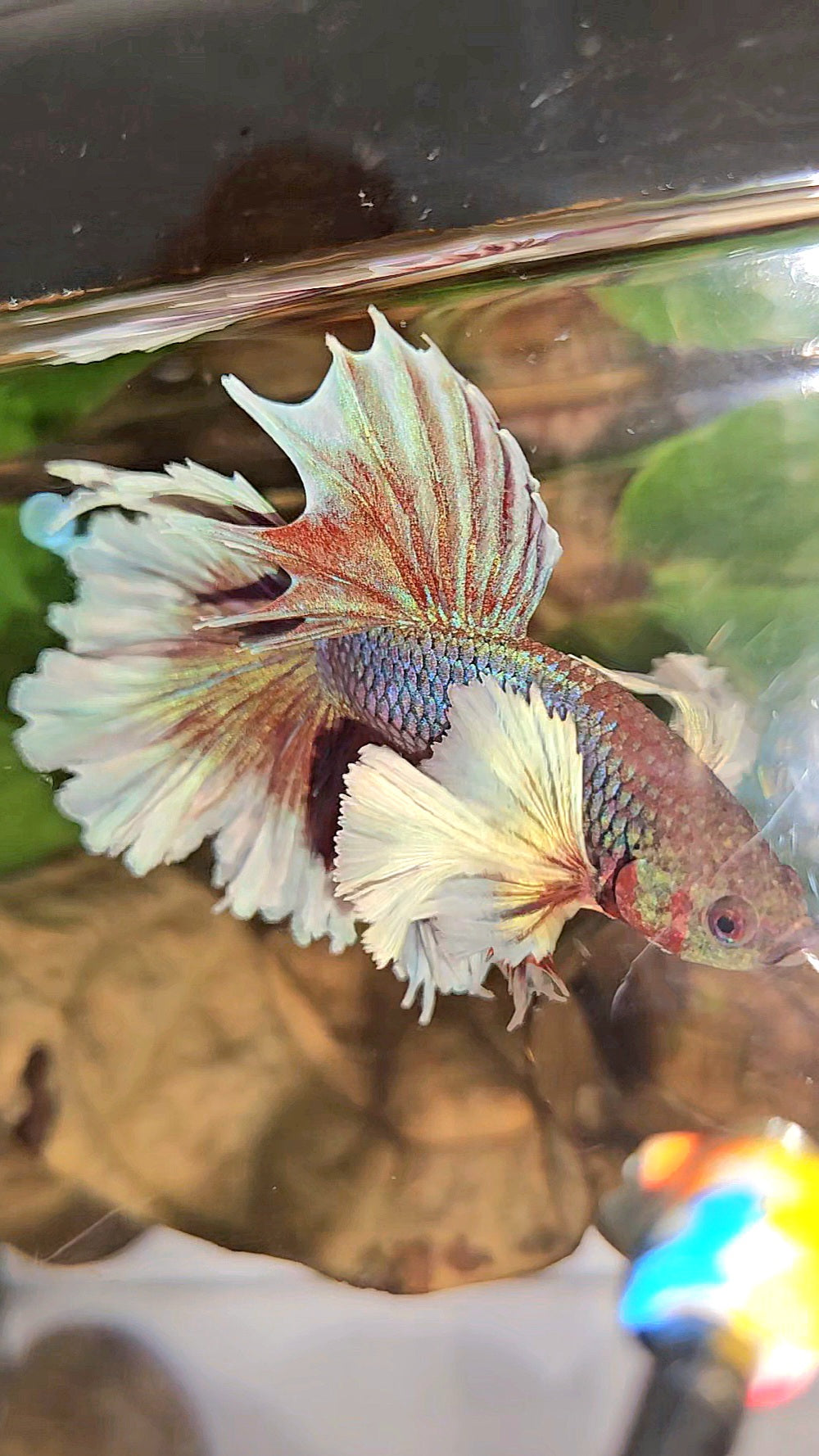 LUXURY HALFMOON DUMBO EAR DOUBLE TAIL PURPLE BUTTERFLY UNICORN BETTA FISH