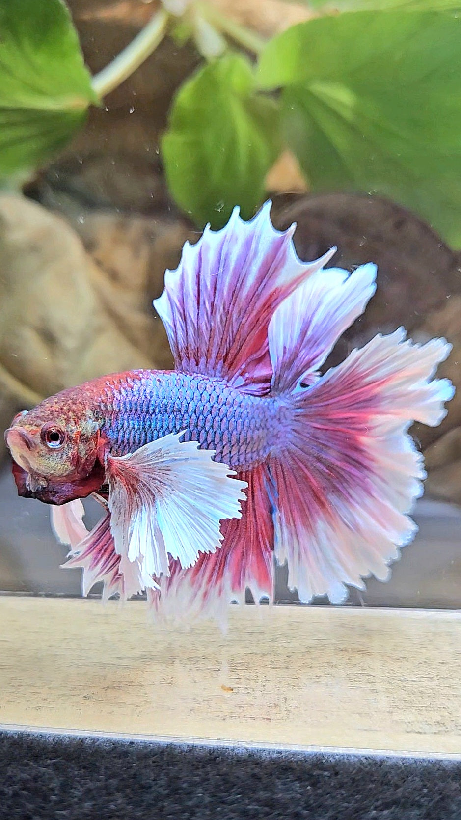 LUXURY HALFMOON DUMBO EAR DOUBLE TAIL PURPLE BUTTERFLY UNICORN BETTA FISH