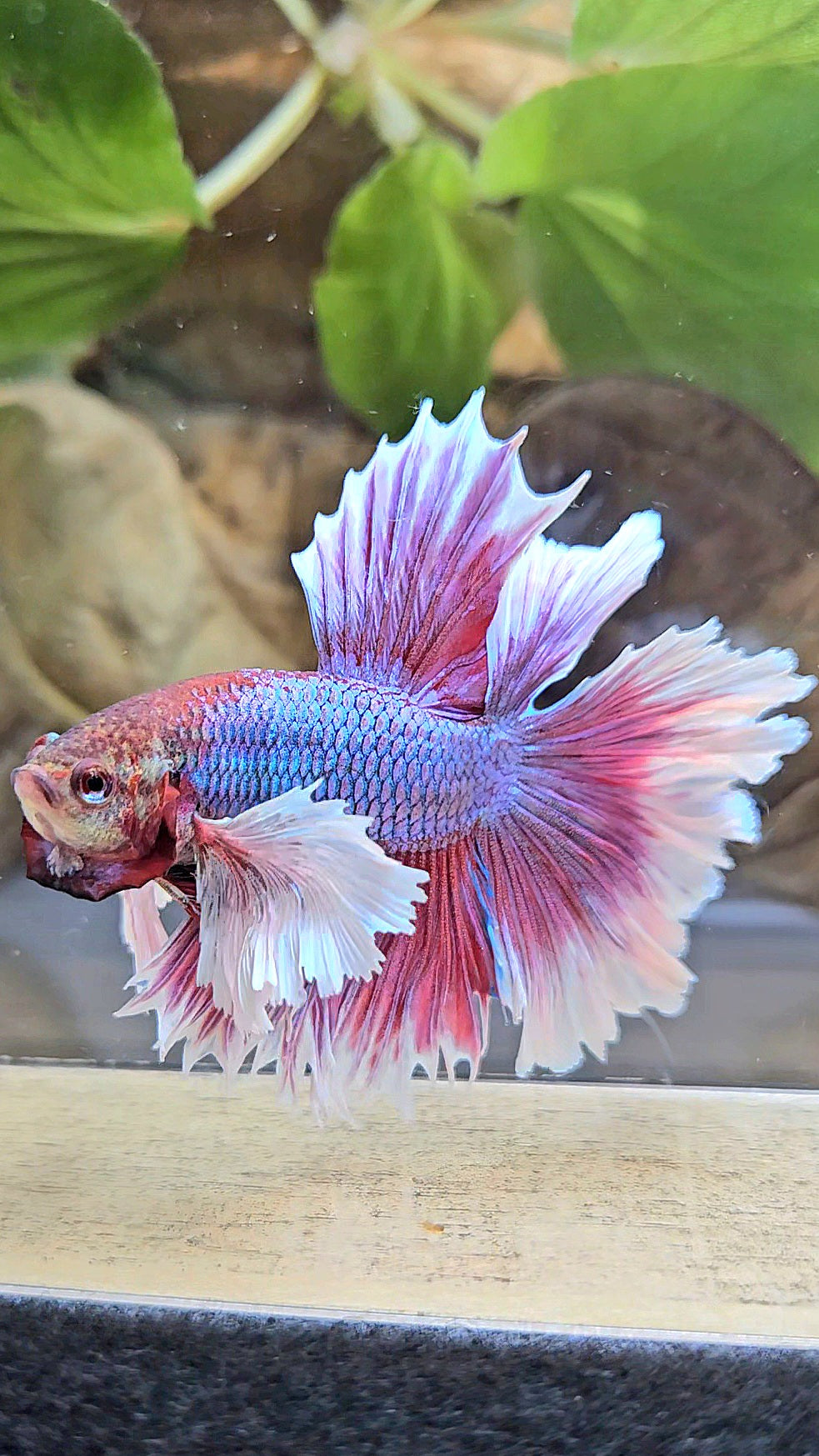 LUXURY HALFMOON DUMBO EAR DOUBLE TAIL PURPLE BUTTERFLY UNICORN BETTA FISH