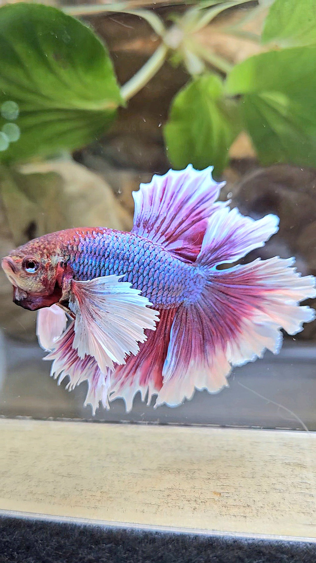LUXURY HALFMOON DUMBO EAR DOUBLE TAIL PURPLE BUTTERFLY UNICORN BETTA FISH