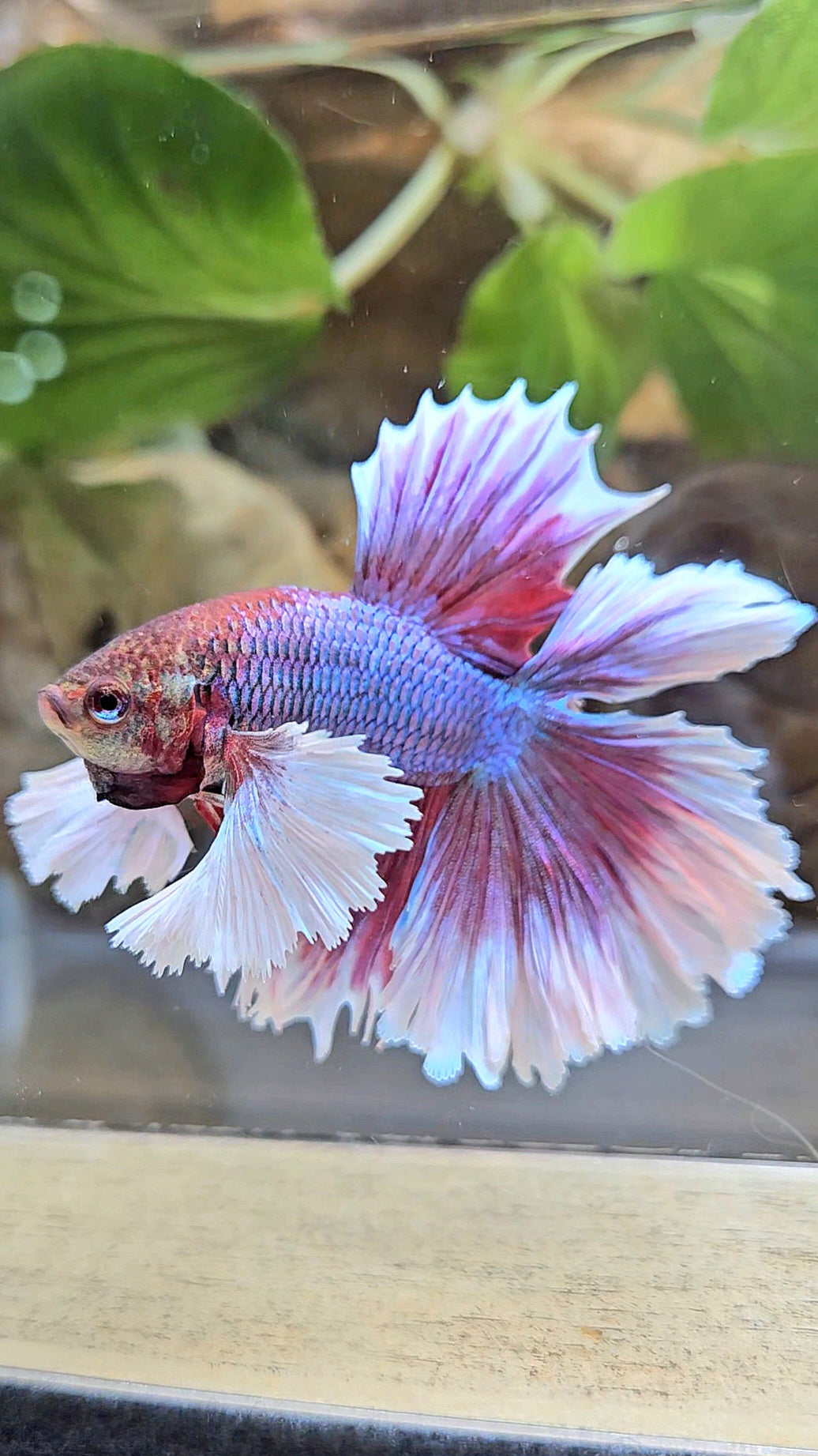 LUXURY HALFMOON DUMBO EAR DOUBLE TAIL PURPLE BUTTERFLY UNICORN BETTA FISH