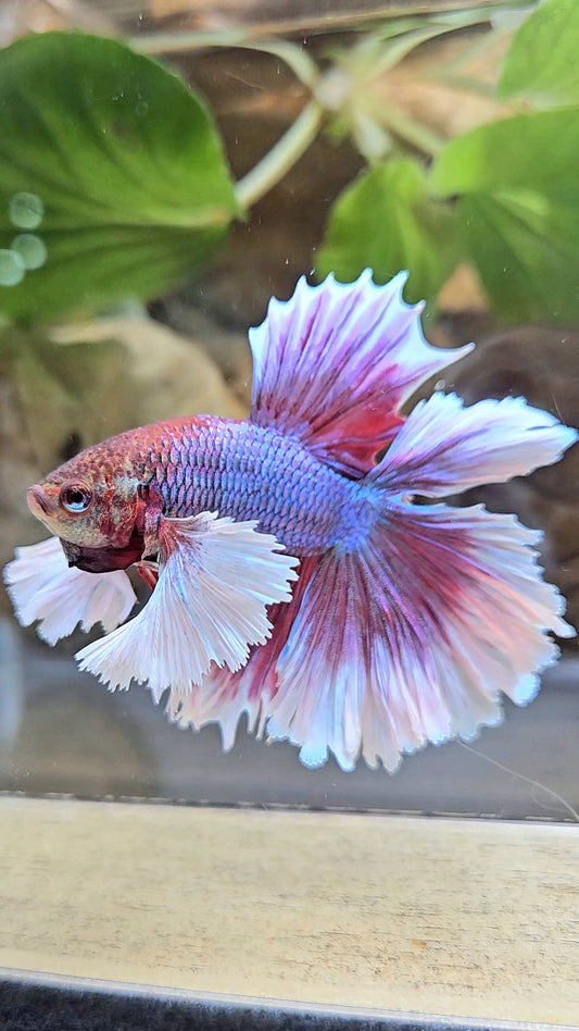 LUXURY HALFMOON DUMBO EAR DOUBLE TAIL PURPLE BUTTERFLY UNICORN BETTA FISH