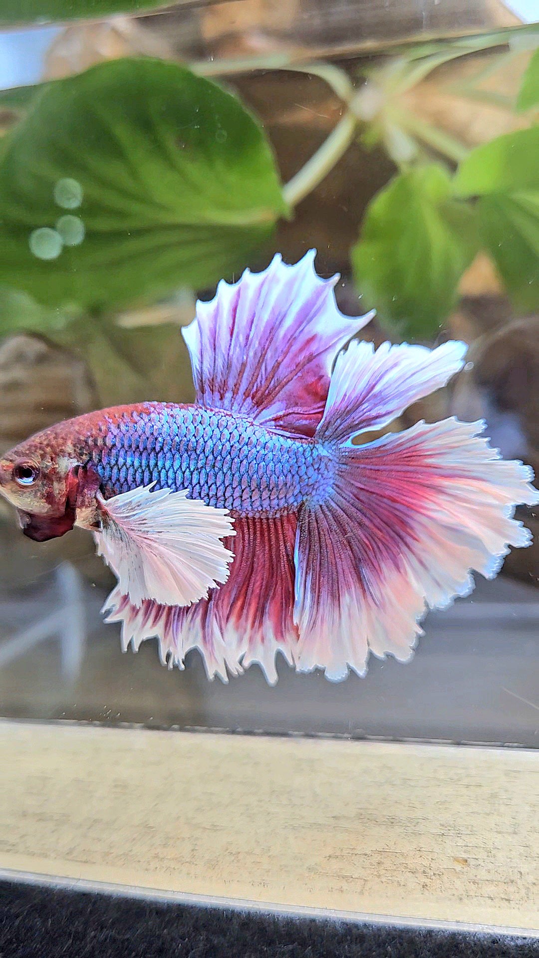 LUXURY HALFMOON DUMBO EAR DOUBLE TAIL PURPLE BUTTERFLY UNICORN BETTA FISH