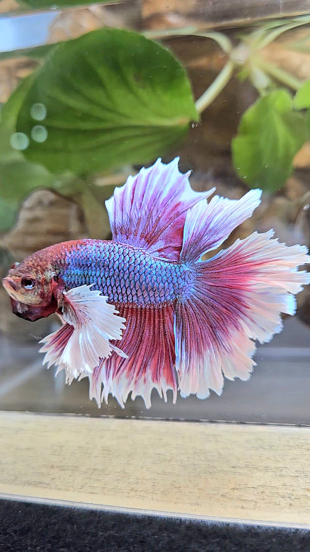 LUXURY HALFMOON DUMBO EAR DOUBLE TAIL PURPLE BUTTERFLY UNICORN BETTA FISH