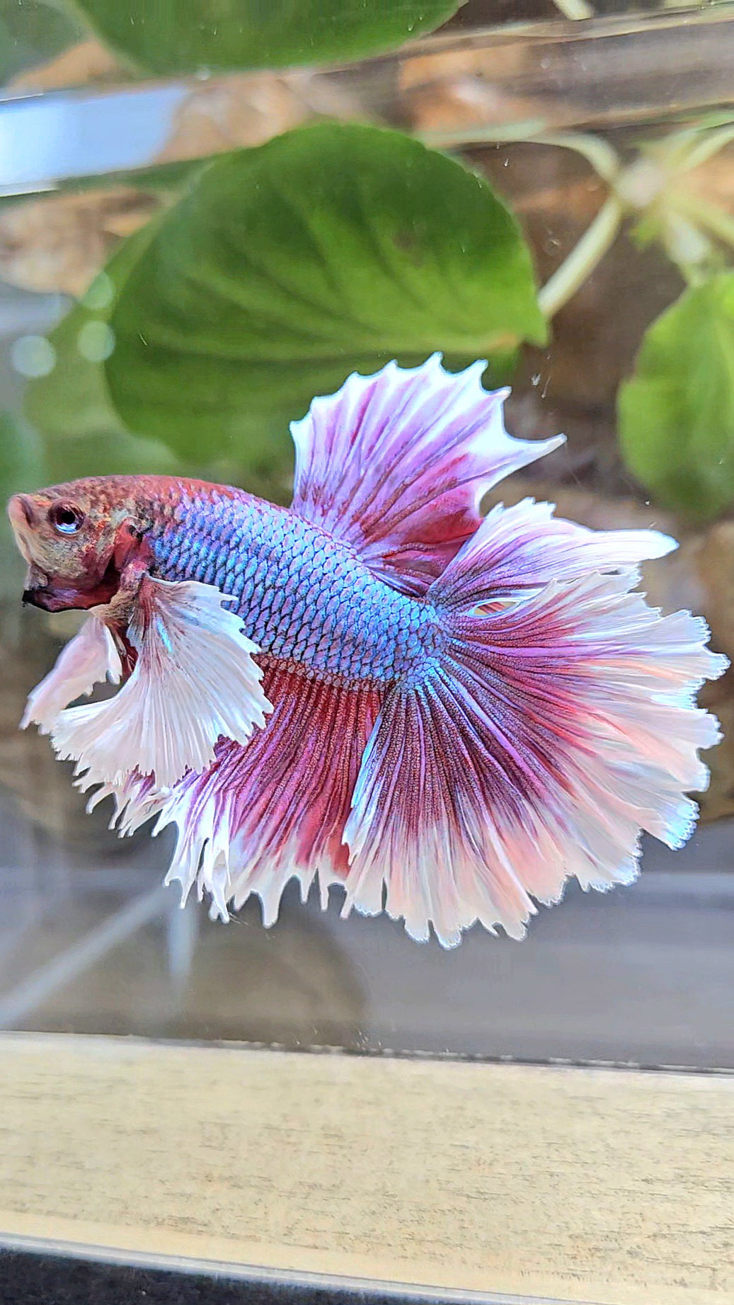 LUXURY HALFMOON DUMBO EAR DOUBLE TAIL PURPLE BUTTERFLY UNICORN BETTA FISH