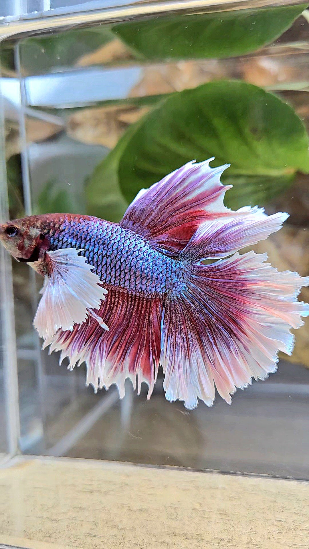 LUXURY HALFMOON DUMBO EAR DOUBLE TAIL PURPLE BUTTERFLY UNICORN BETTA FISH