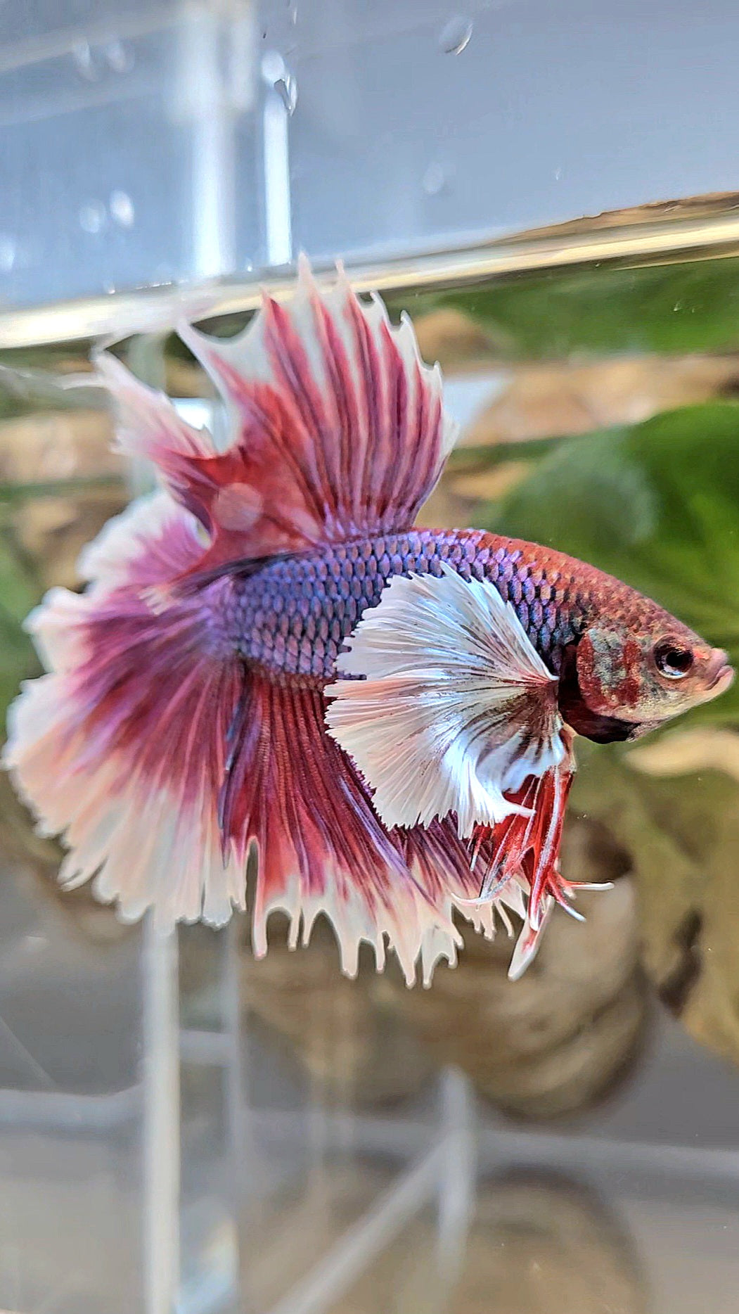 LUXURY HALFMOON DUMBO EAR DOUBLE TAIL PURPLE BUTTERFLY UNICORN BETTA FISH