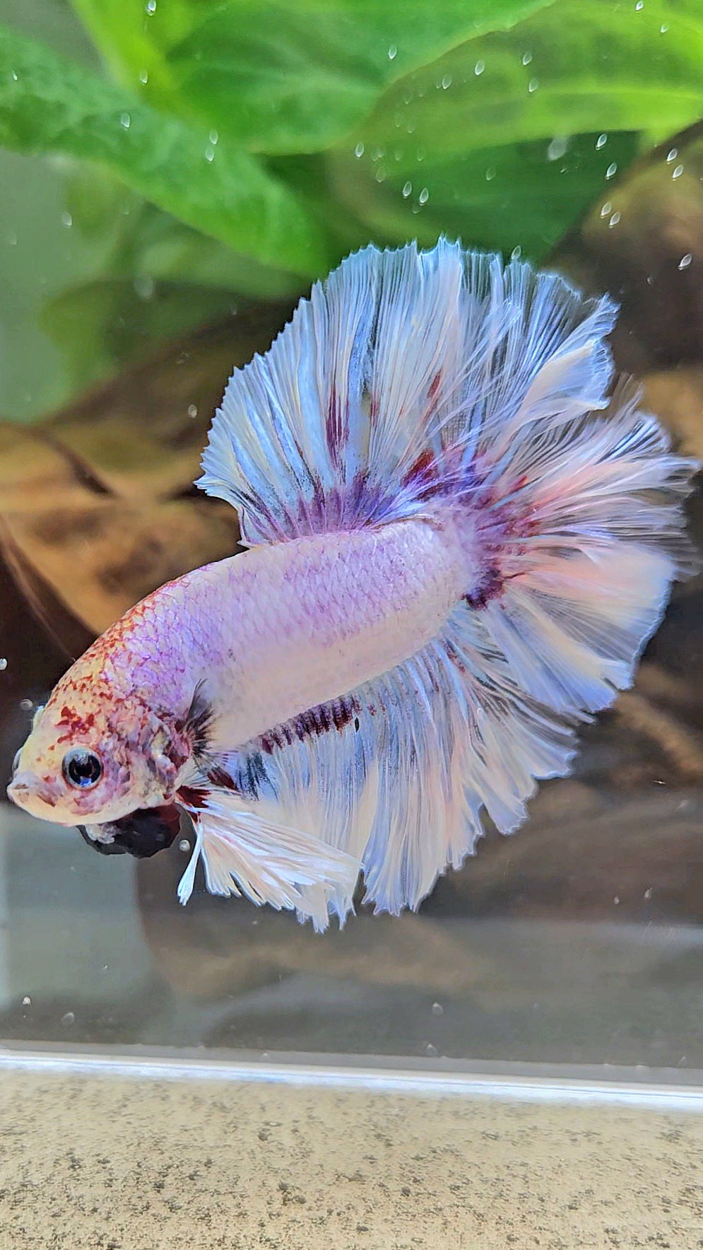 KING FEATHER TAIL HALFMOON WHITE PURPLE WASH BETTA FISH