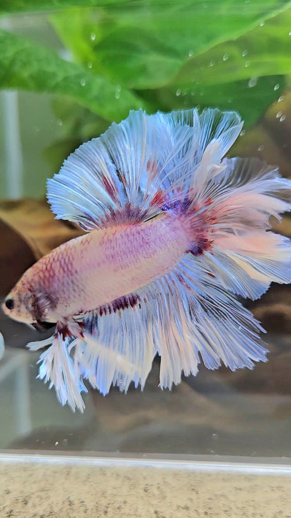 KING FEATHER TAIL HALFMOON WHITE PURPLE WASH BETTA FISH