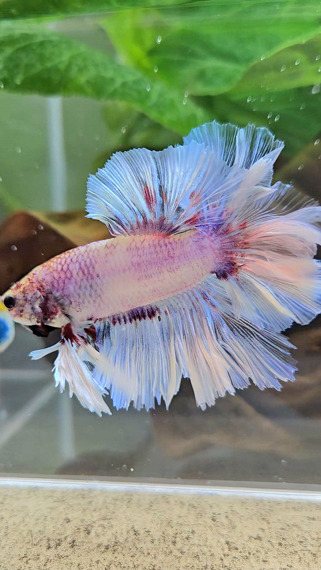 KING FEATHER TAIL HALFMOON WHITE PURPLE WASH BETTA FISH