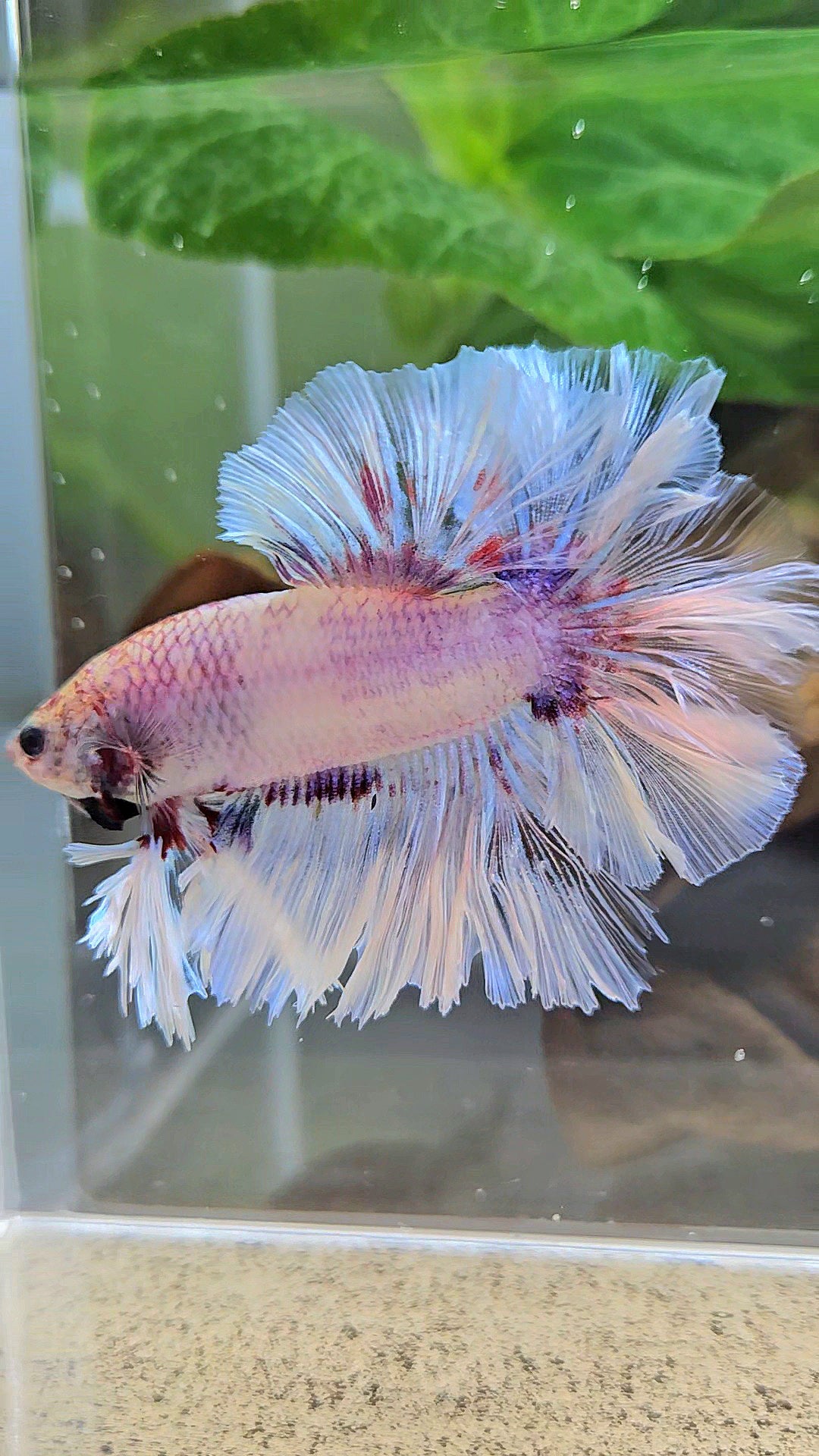 KING FEATHER TAIL HALFMOON WHITE PURPLE WASH BETTA FISH