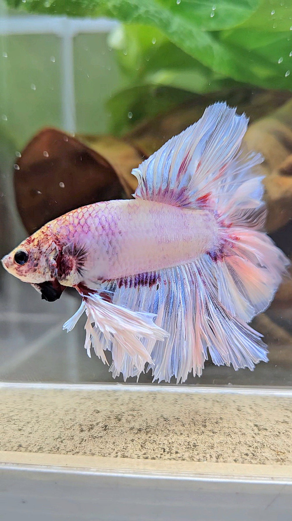 KING FEATHER TAIL HALFMOON WHITE PURPLE WASH BETTA FISH