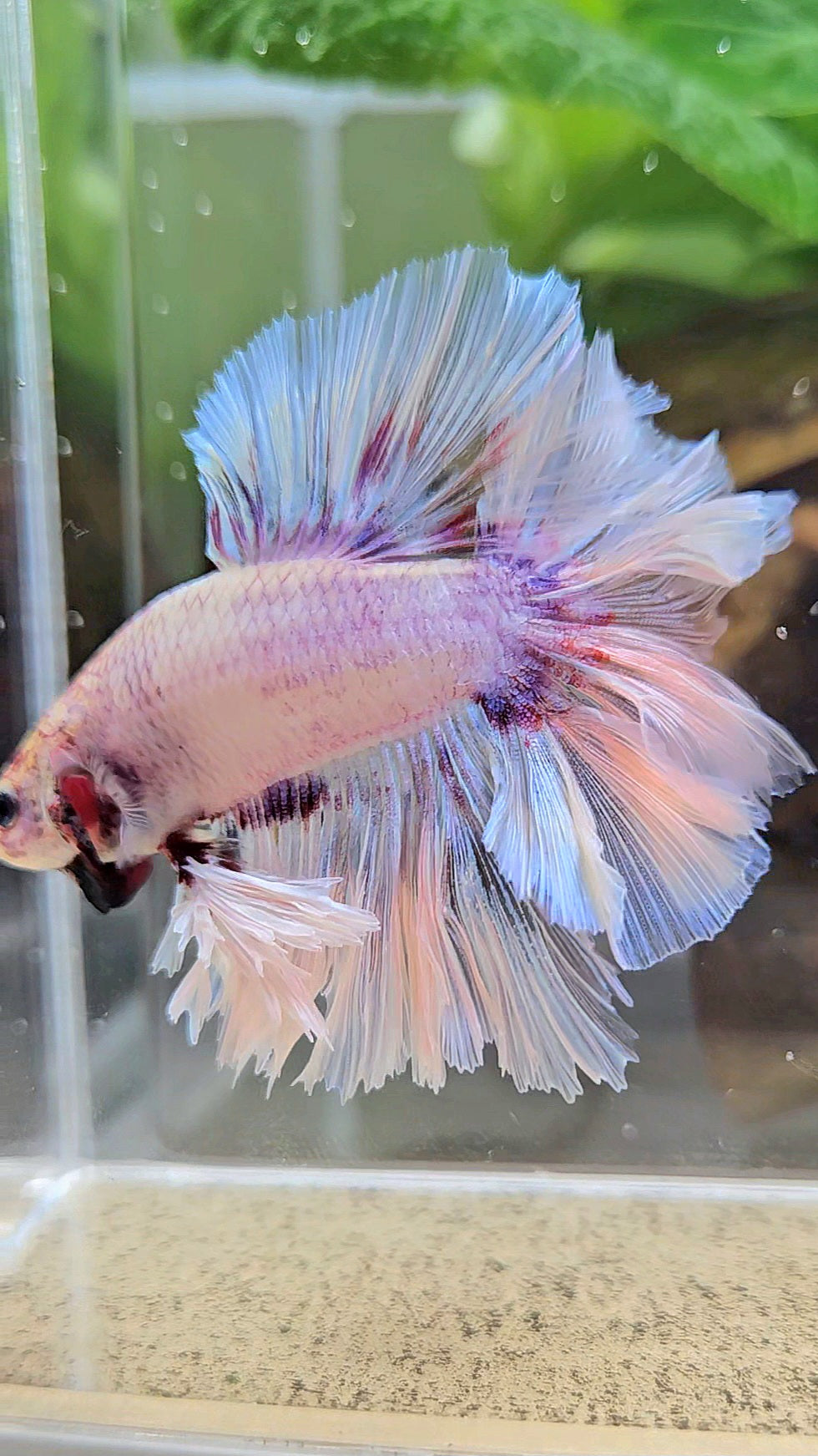 KING FEATHER TAIL HALFMOON WHITE PURPLE WASH BETTA FISH