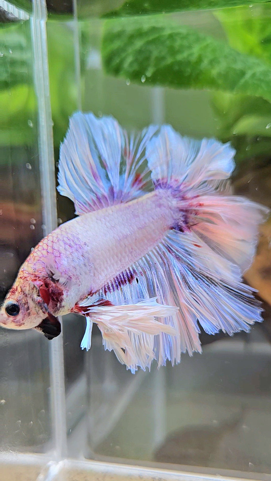 KING FEATHER TAIL HALFMOON WHITE PURPLE WASH BETTA FISH