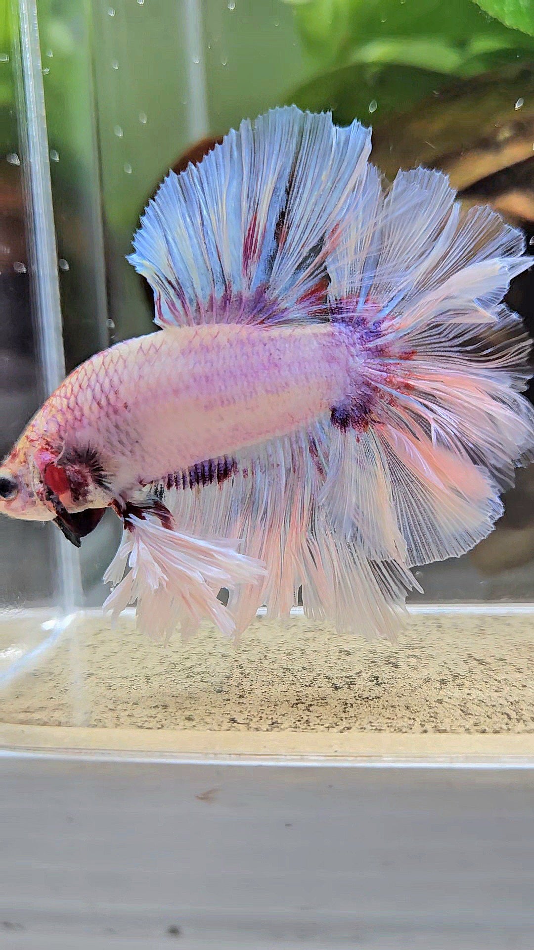 KING FEATHER TAIL HALFMOON WHITE PURPLE WASH BETTA FISH