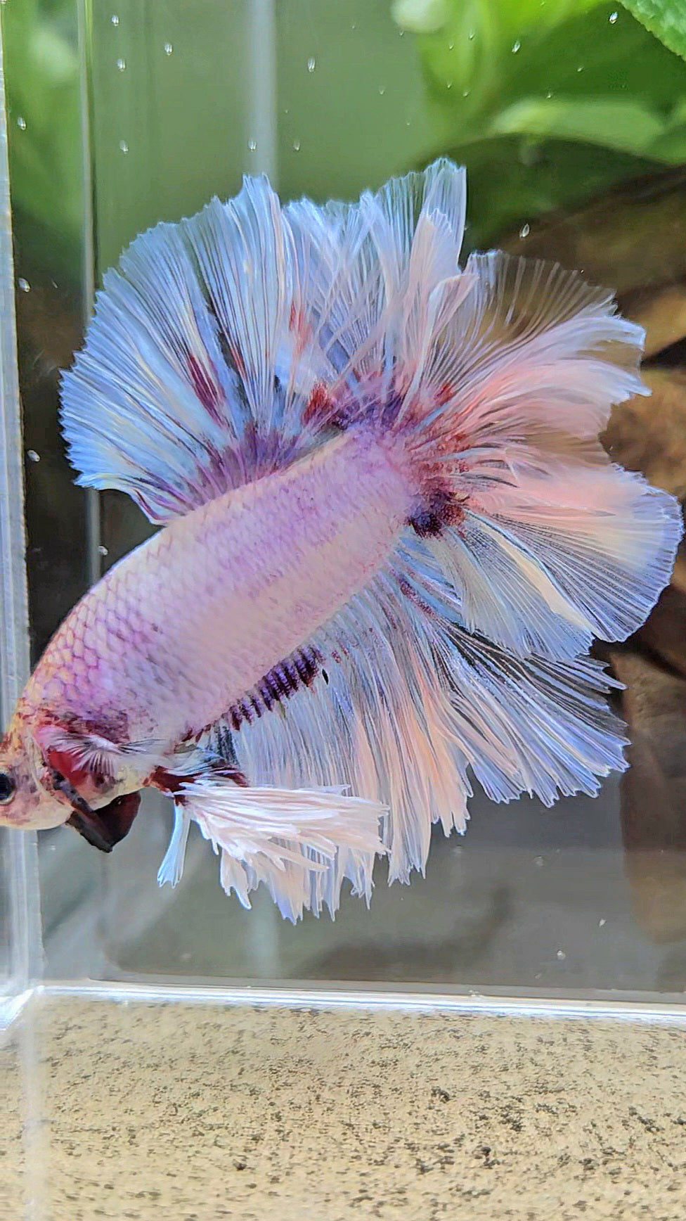 KING FEATHER TAIL HALFMOON WHITE PURPLE WASH BETTA FISH