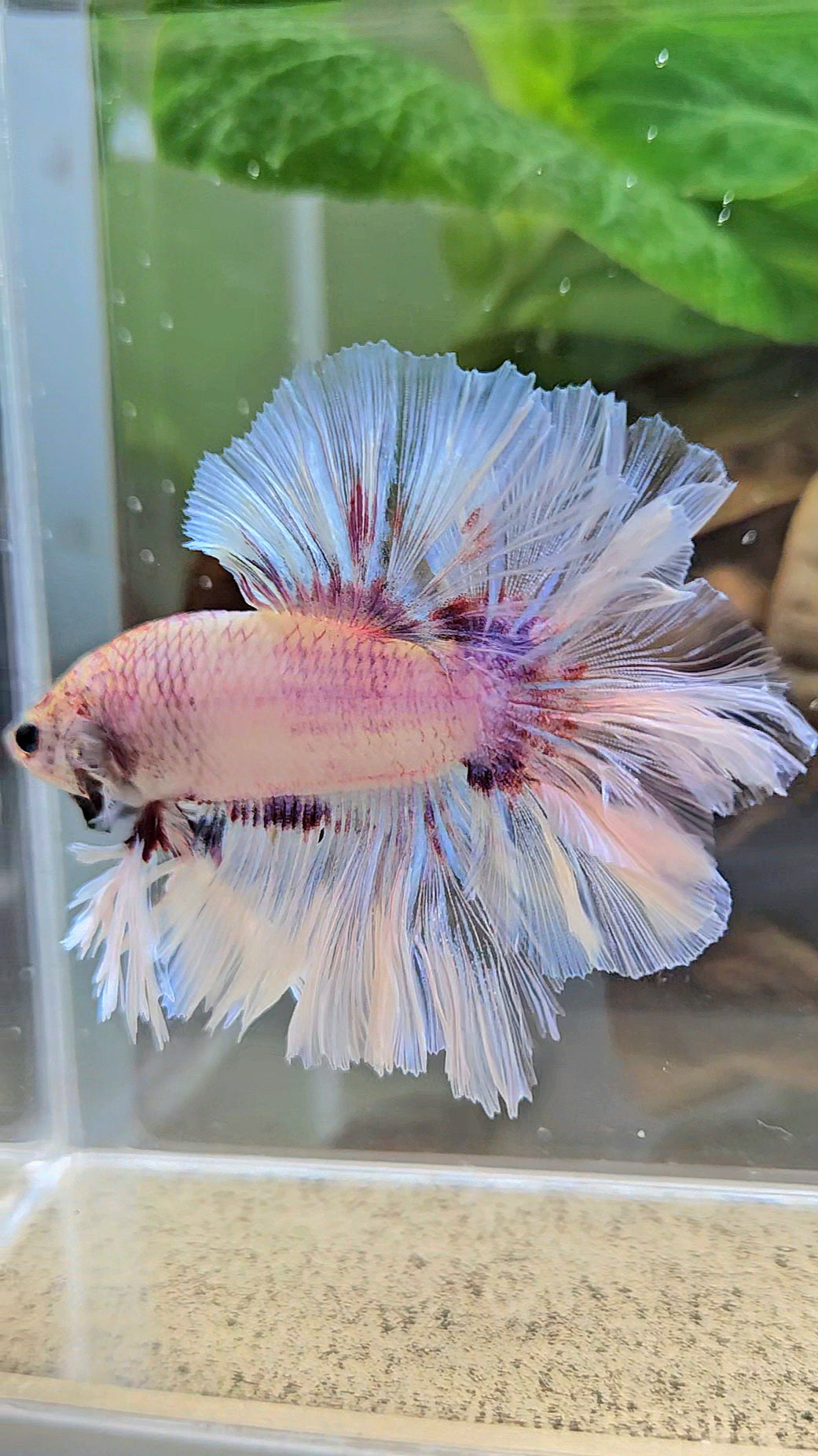 KING FEATHER TAIL HALFMOON WHITE PURPLE WASH BETTA FISH