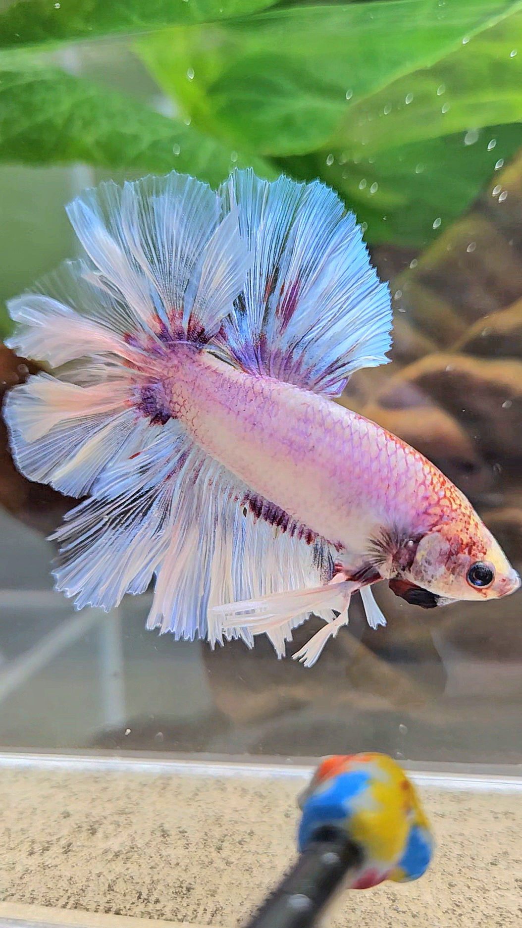 KING FEATHER TAIL HALFMOON WHITE PURPLE WASH BETTA FISH