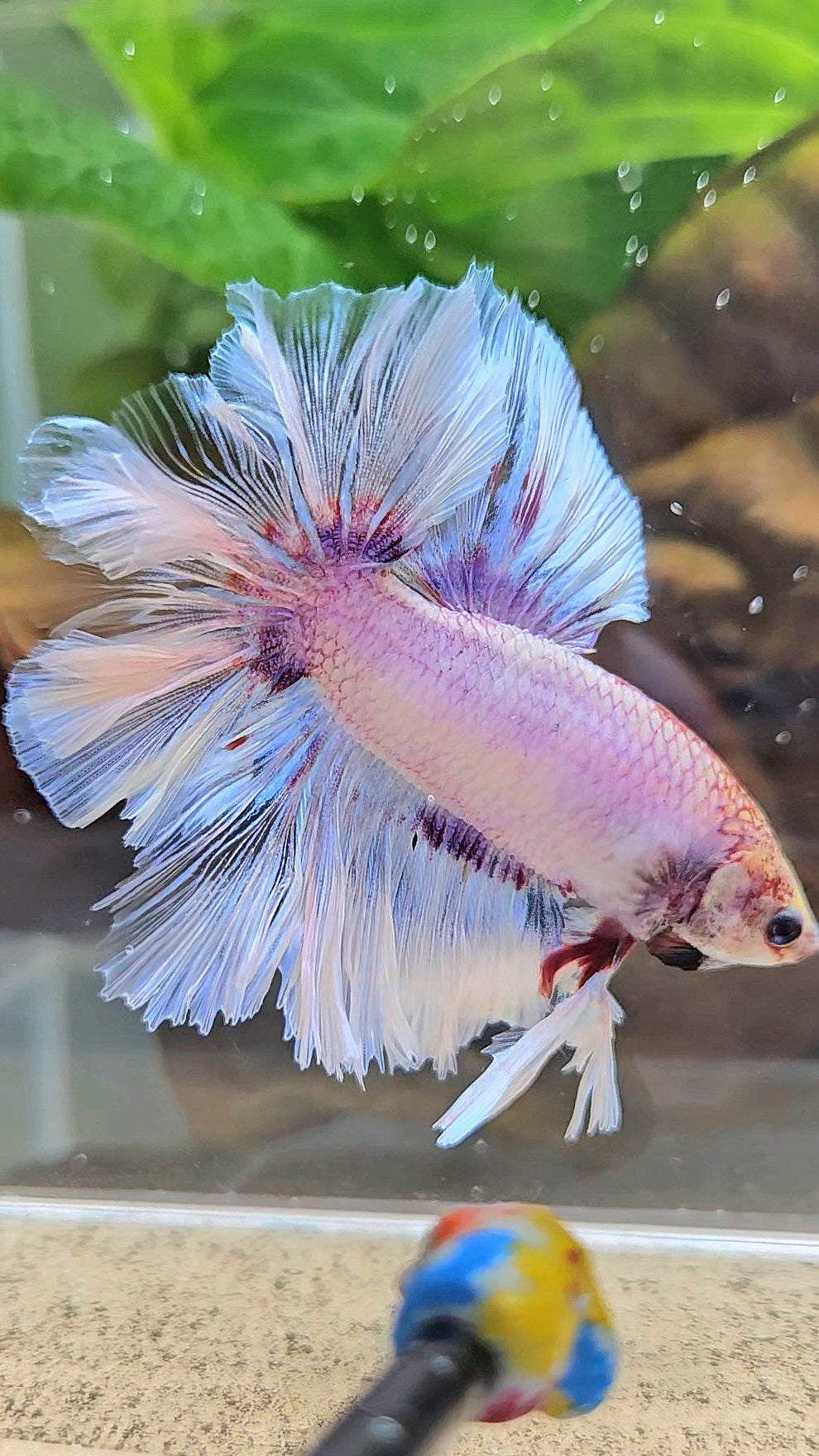 KING FEATHER TAIL HALFMOON WHITE PURPLE WASH BETTA FISH