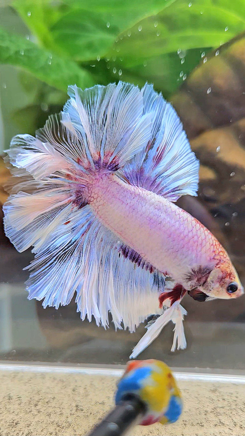 KING FEATHER TAIL HALFMOON WHITE PURPLE WASH BETTA FISH
