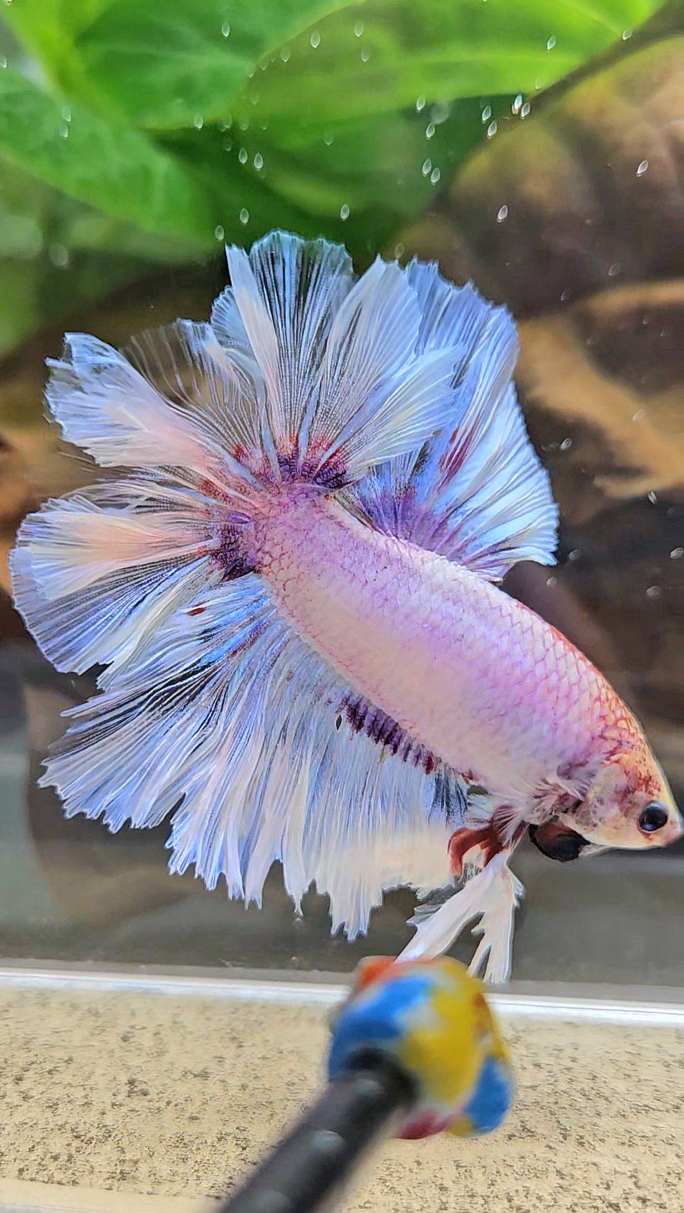 KING FEATHER TAIL HALFMOON WHITE PURPLE WASH BETTA FISH