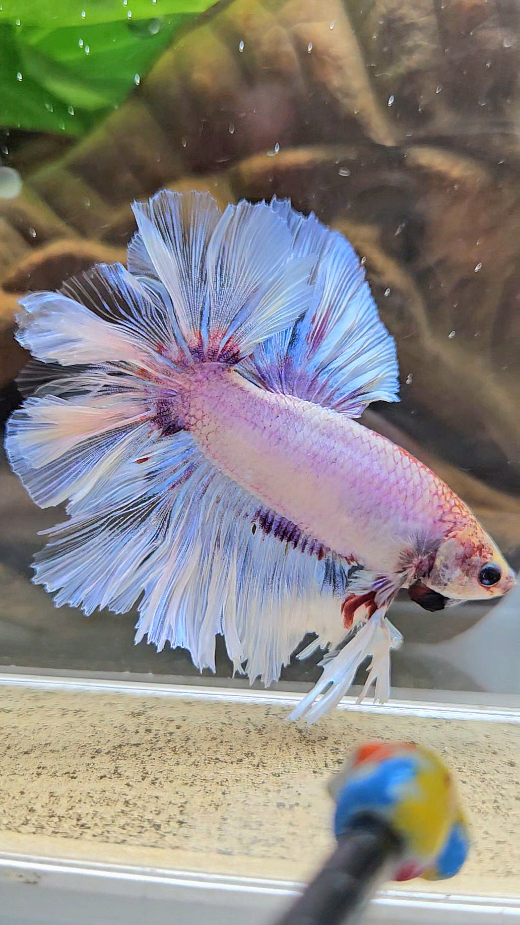 KING FEATHER TAIL HALFMOON WHITE PURPLE WASH BETTA FISH