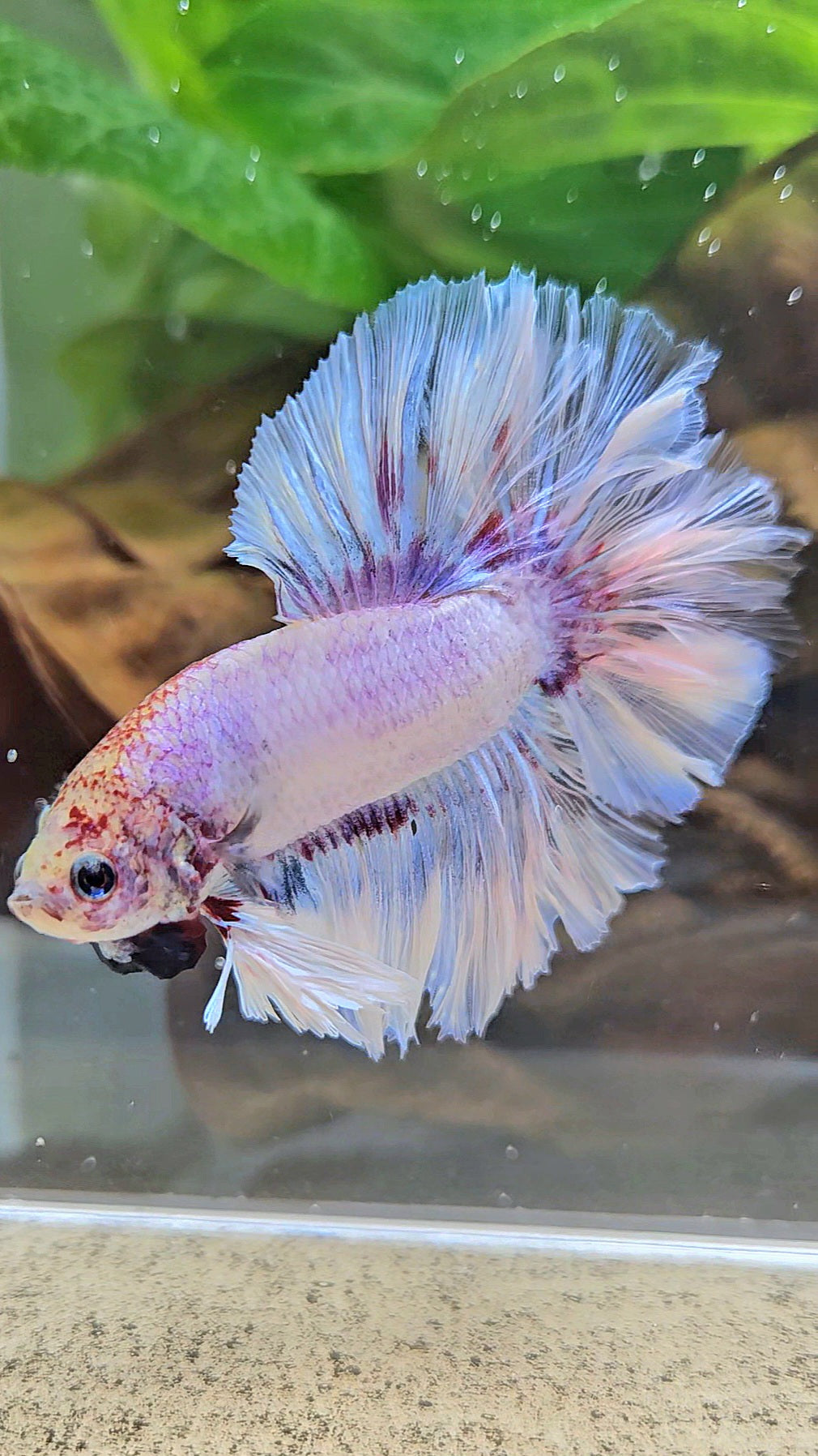 KING FEATHER TAIL HALFMOON WHITE PURPLE WASH BETTA FISH