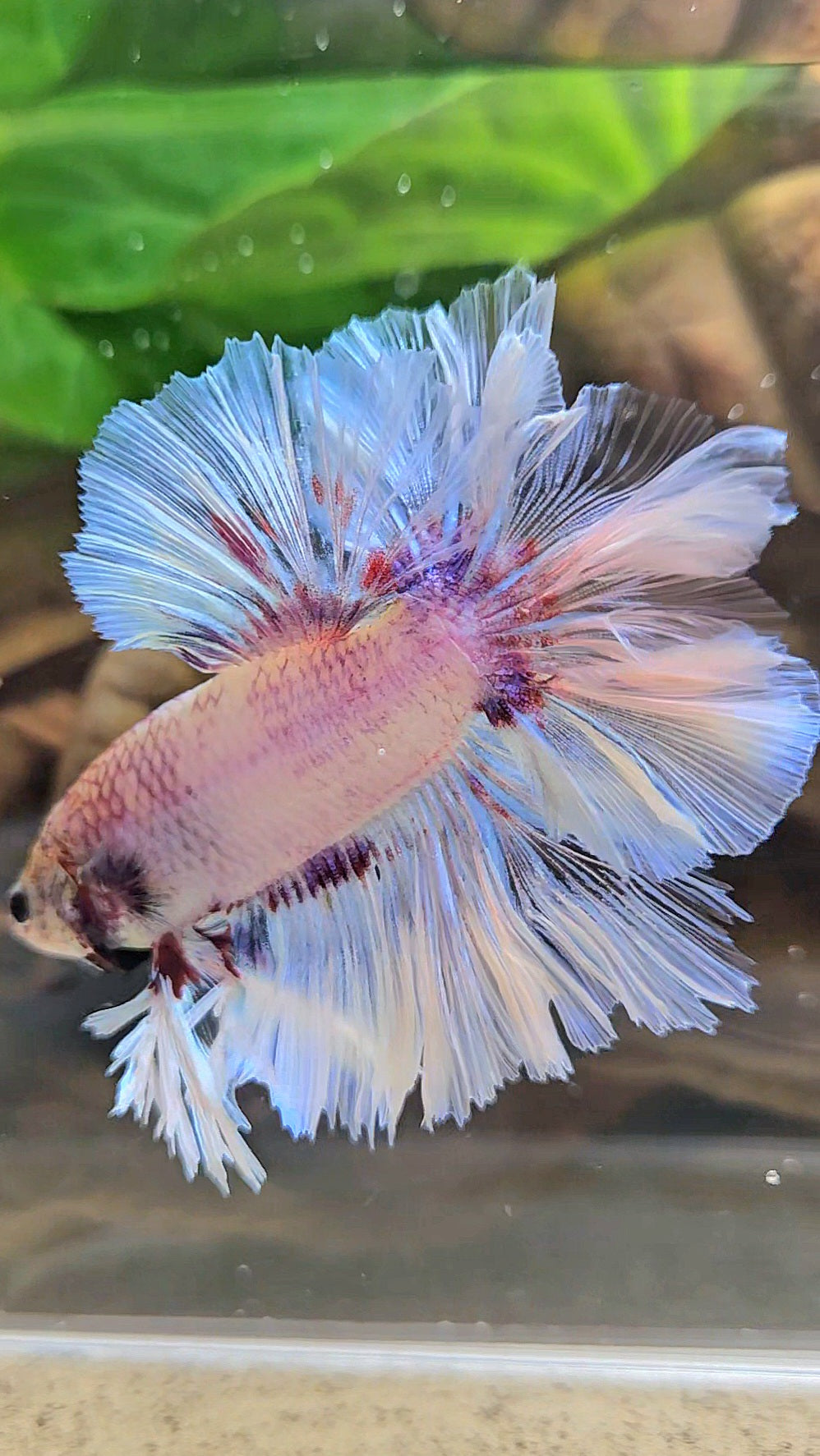 KING FEATHER TAIL HALFMOON WHITE PURPLE WASH BETTA FISH