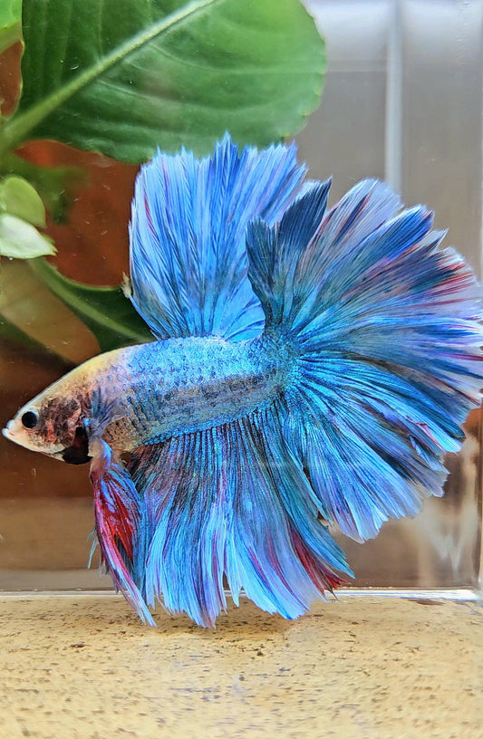HALFMOON OVER ROSETAIL BLUE MASCOT BETTA FISH