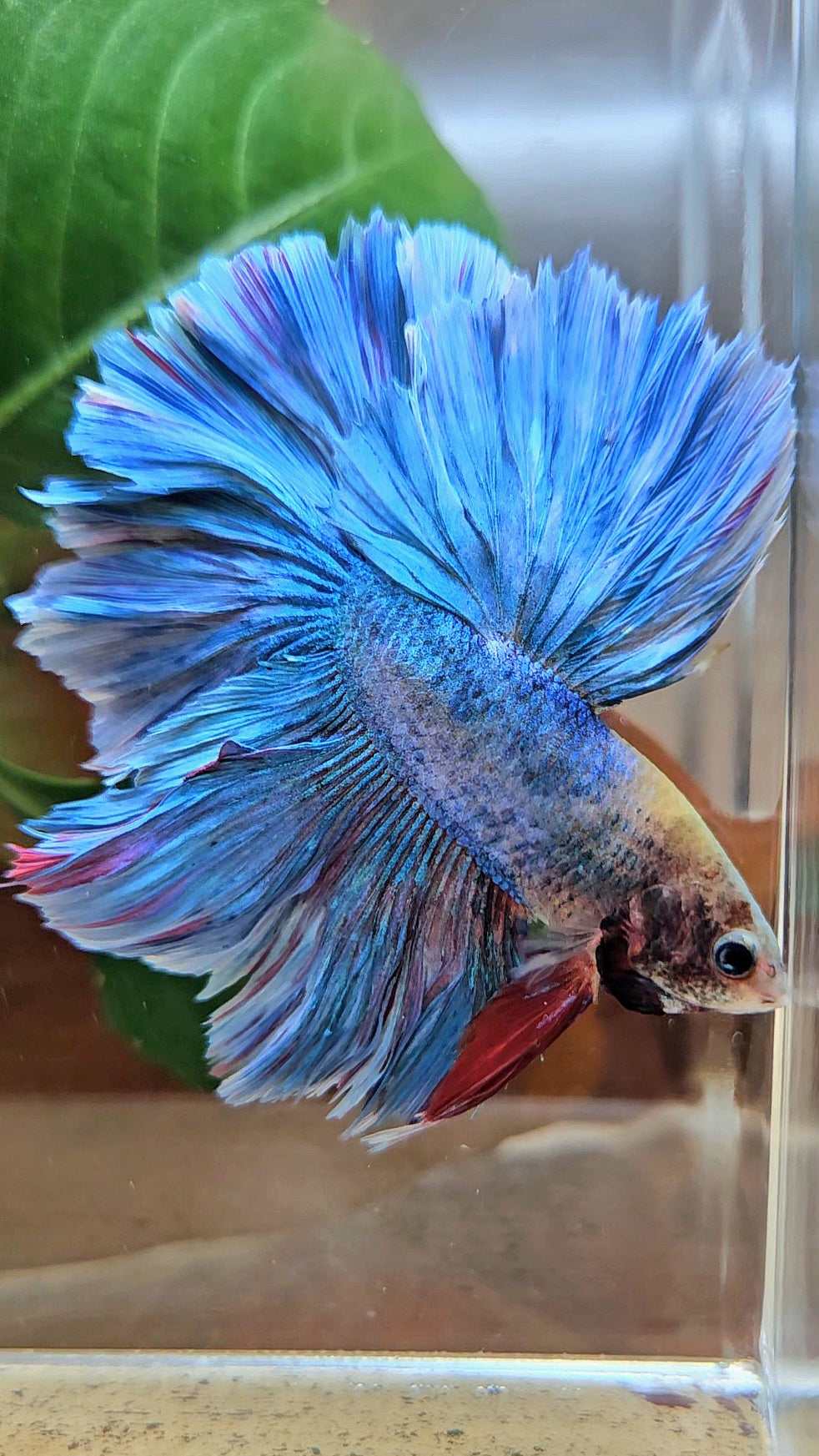HALFMOON OVER ROSETAIL BLUE MASCOT BETTA FISH